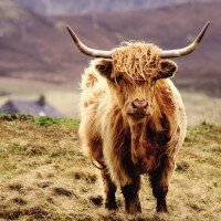 Schotse Hooglander